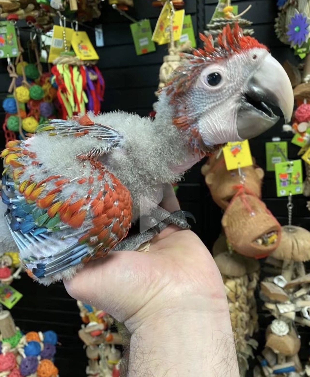 Baby Scarlet Macaw for sale at Grace Parrots Aviary - 4 weeks old hand-fed chick, not yet sexed