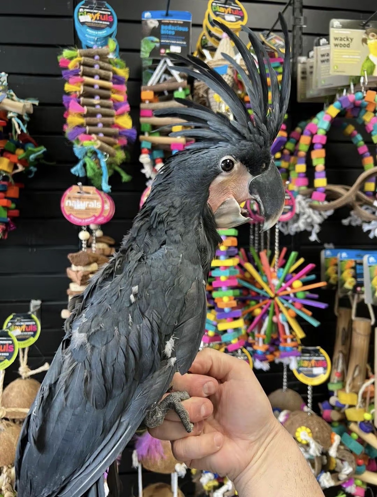 Hand-raised Palm Cockatoo for sale at Grace Parrots Aviary - 9 months old male, friendly and sociable, healthy with full health records