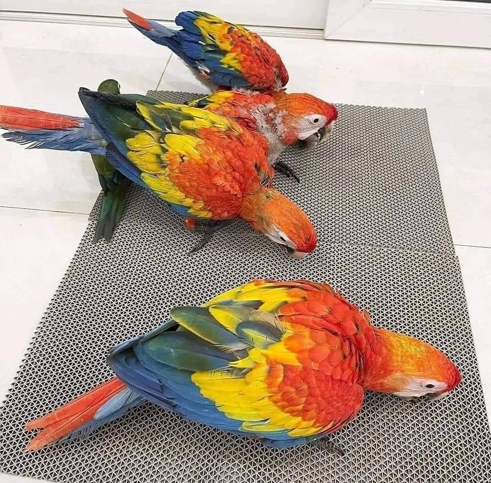 Baby Scarlet Macaw parrots for sale at Grace Parrots Aviary - hand-raised tame exotic macaws 2-9 months old, vet-checked healthy