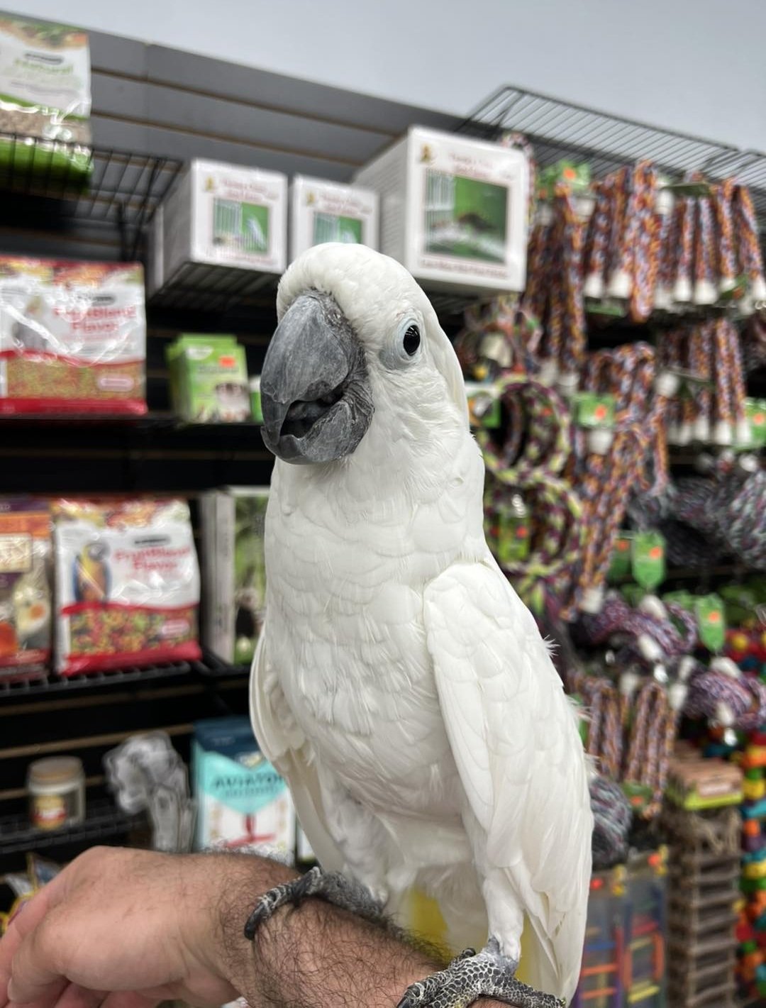 Umbrella Cockatoo for sale at Grace Parrots Aviary - Jake, 10 months old female hand-raised tame cockatoo, cuddly and affectionate